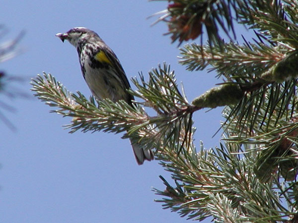 Dendroica coronata