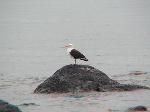 Larus marinus