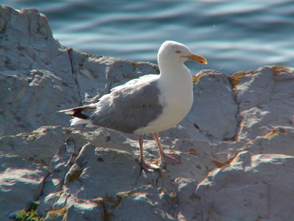 Larus argentatus