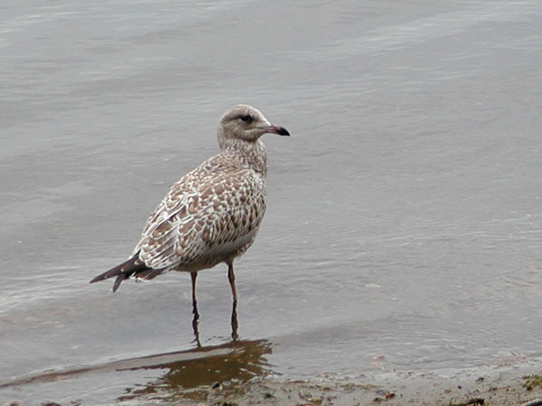 Charadriiformes