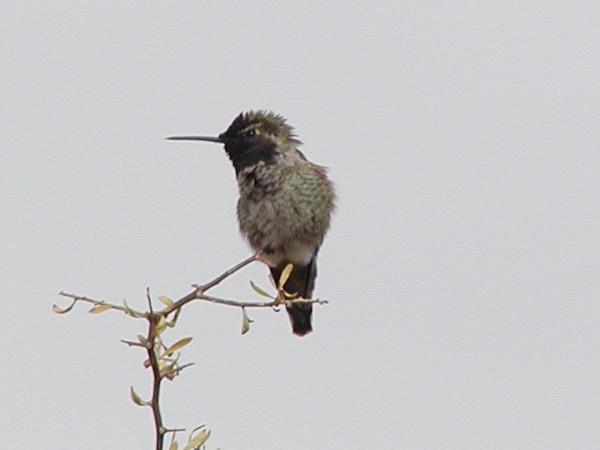 Trochilidae