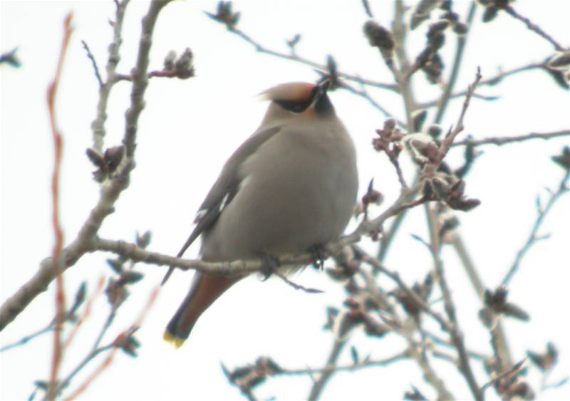 Bombycilla