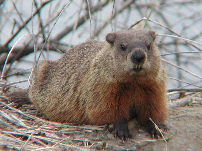 Woodchuck. Лесной сурок (Marmota monax). Лесной сурок Северной Америки. Желтобрюхий сурок Мармот. Длиннохвостый сурок.