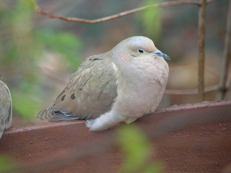 mourningdove