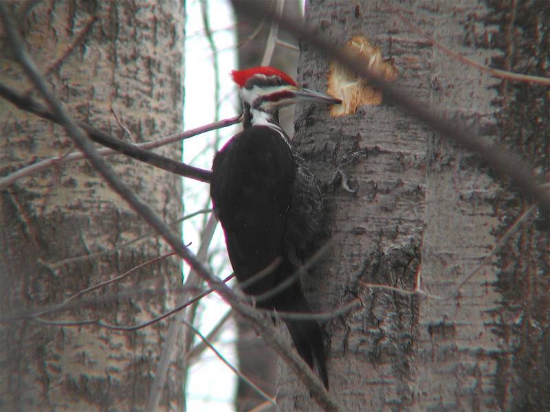 pileated
