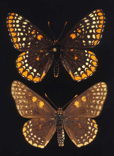 Euphydryas phaeton