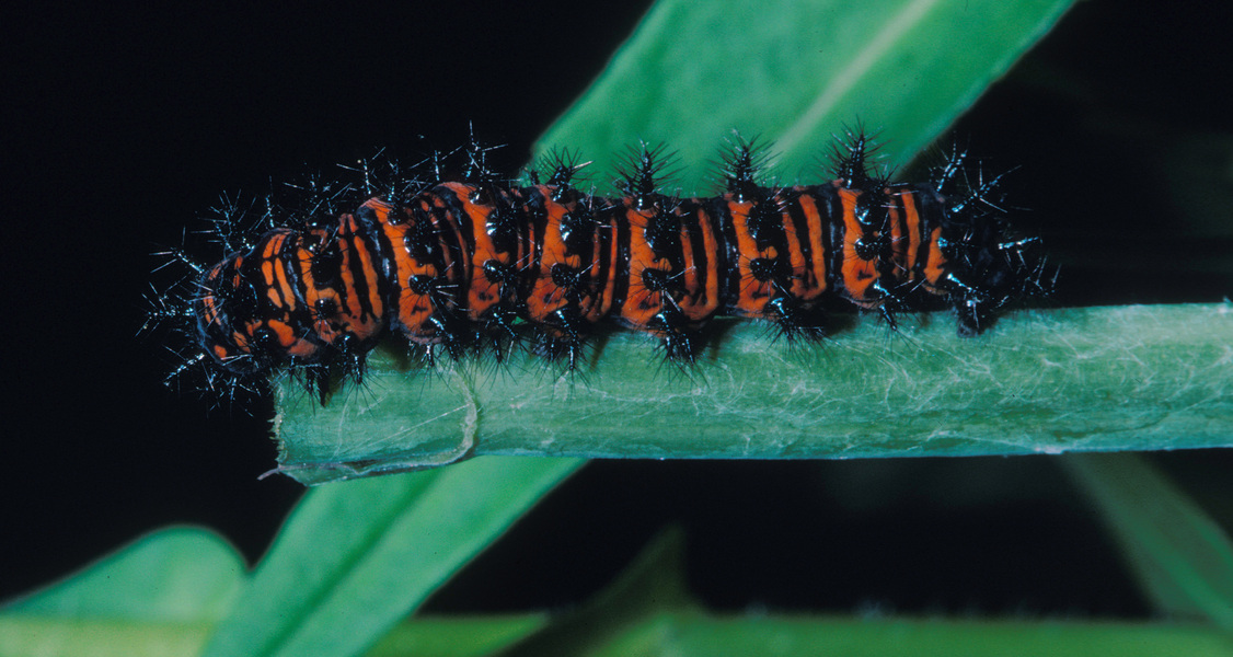 Euphydryas phaeton