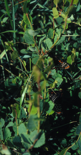 Euphydryas phaeton