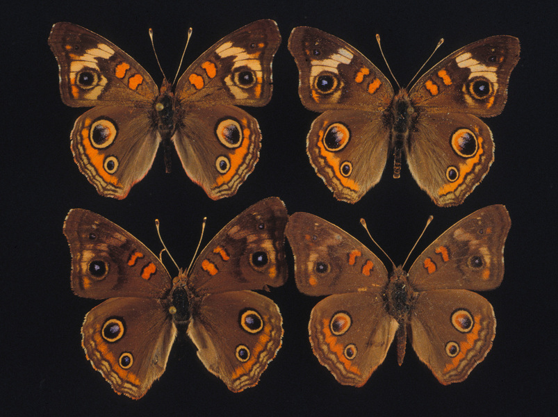 Junonia coenia