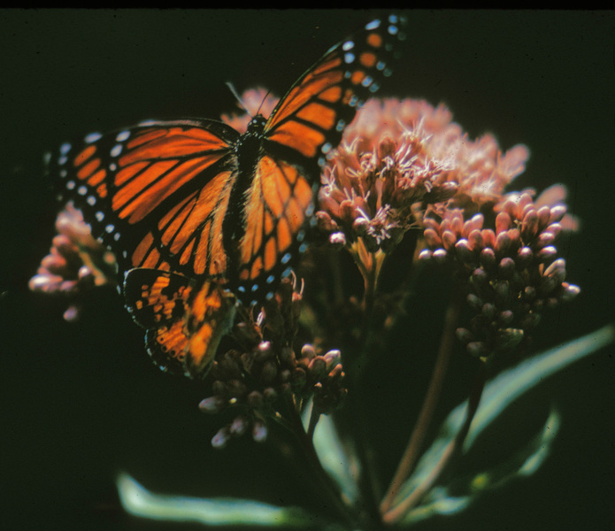 Limenitis archippus