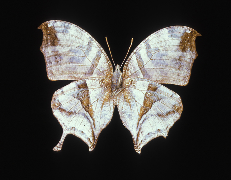 Nymphalidae