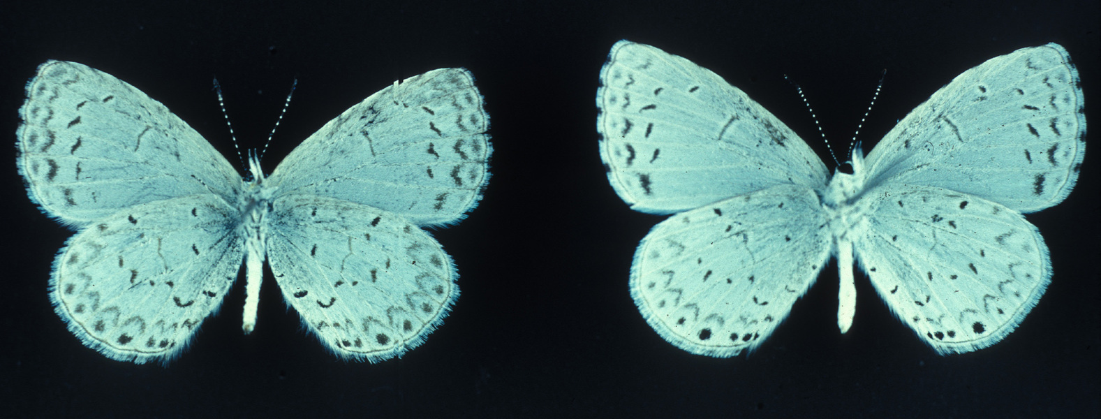 Lepidoptera