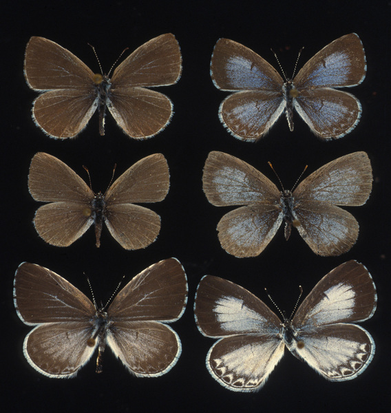 Celastrina