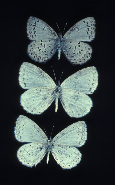 Celastrina neglecta