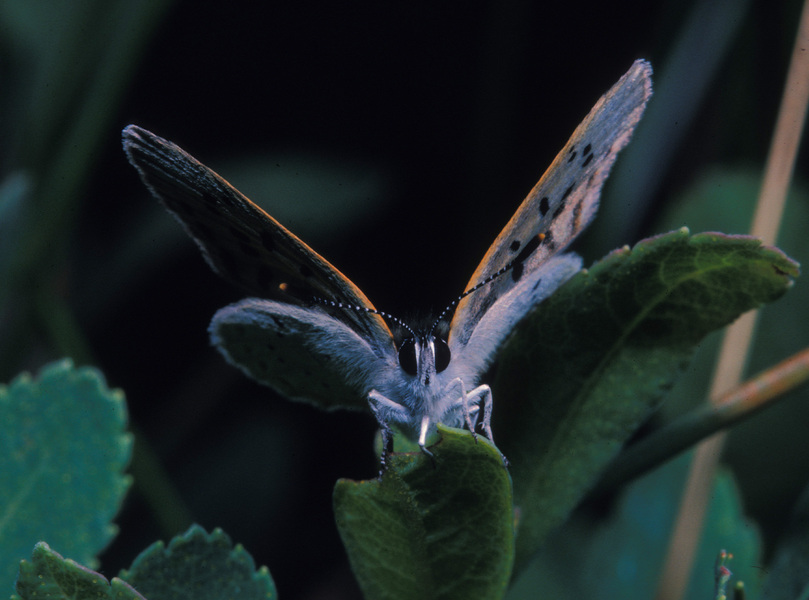 Lycaena