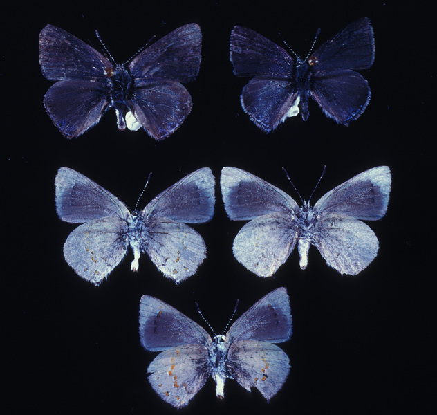 Lycaenidae