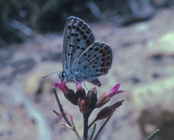 Photo of Lycaenidae