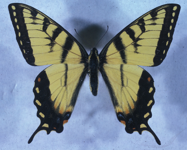 Papilionidae