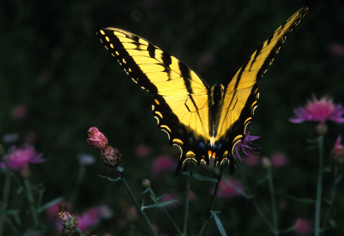 ADW: Papilio glaucus: INFORMATION
