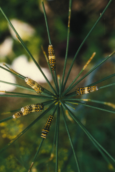 Papilio polyxenes