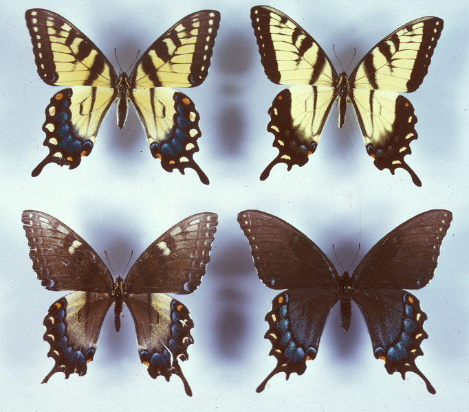 Papilio glaucus