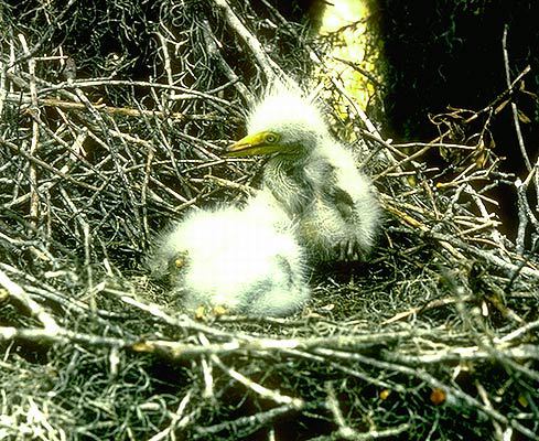 Ardea alba