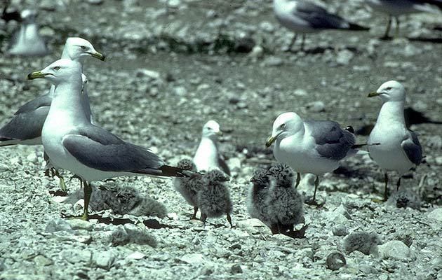 Charadriiformes