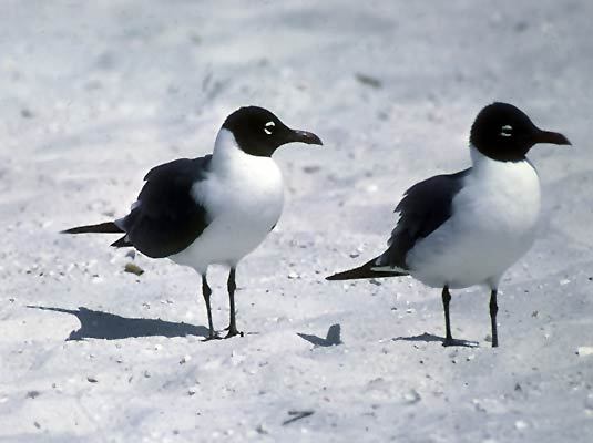 Larus atricilla