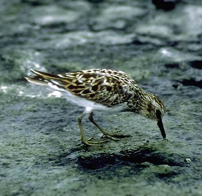 Calidris minutilla