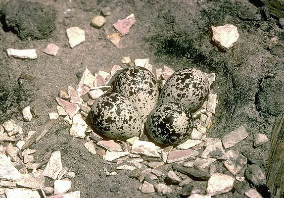 Charadriiformes