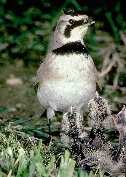 Eremophila alpestris