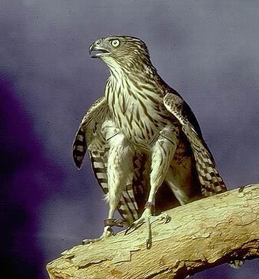 Accipiter cooperii