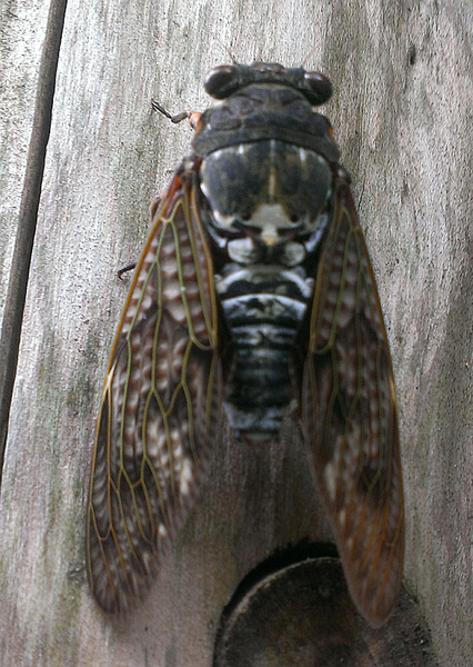 Cicada