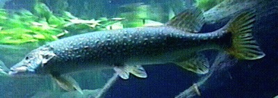 esox_lucius