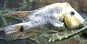 Cichlidae