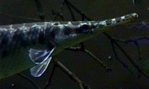 Lepisosteus platostomus