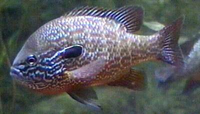 Lepomis megalotis