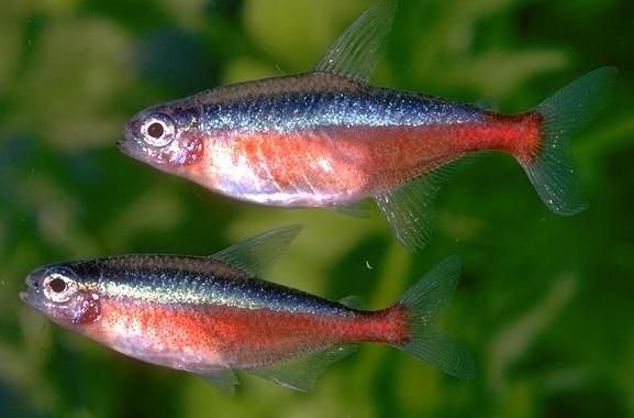 cardinal tetra male female differences