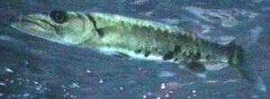 Vertebrata