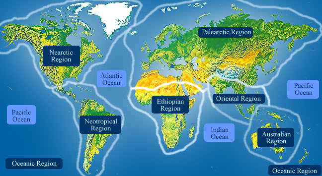 Neotropical Cervidology: Biology and Medicine of Latin American