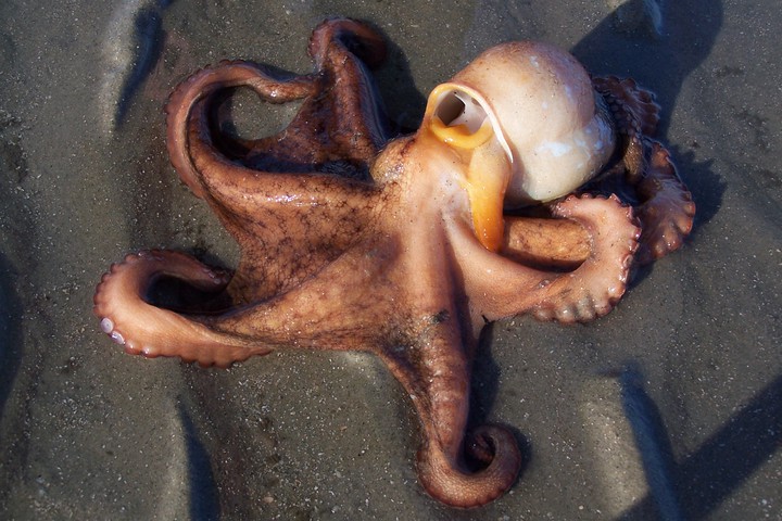 Photo of Octopus vulgaris